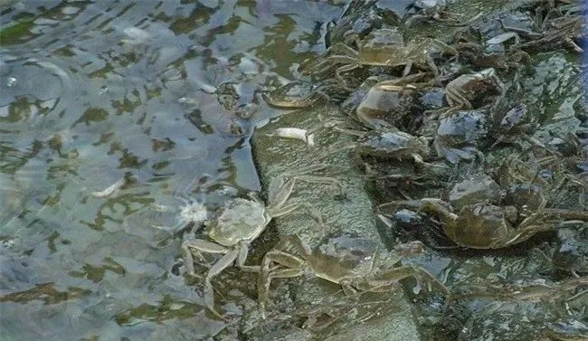 致富经黄鳝繁殖_致富经养鳝鱼鳝繁殖_黄鳝养殖致富