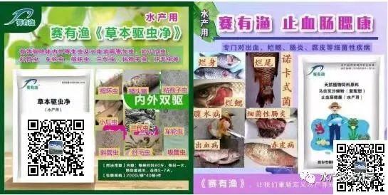 致富经黄鳝繁殖_致富经养鳝鱼鳝繁殖_黄鳝养殖致富