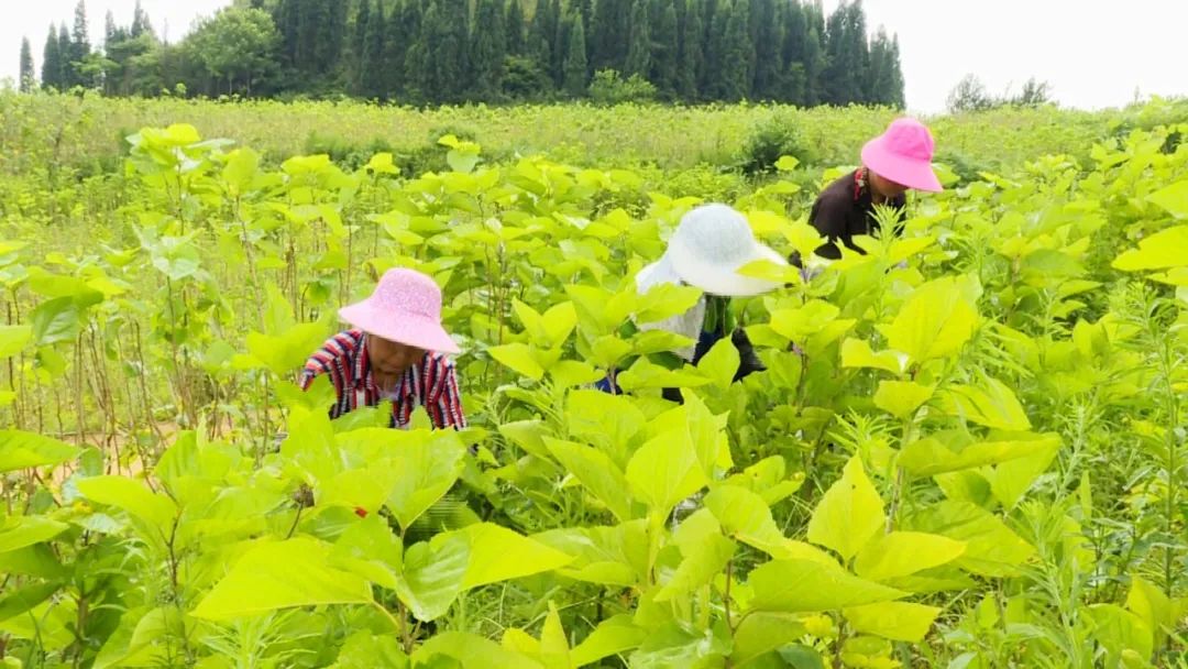 蚕蛹养殖致富_致富养殖蚕蛹视频_蚕蛹养殖技术致富经