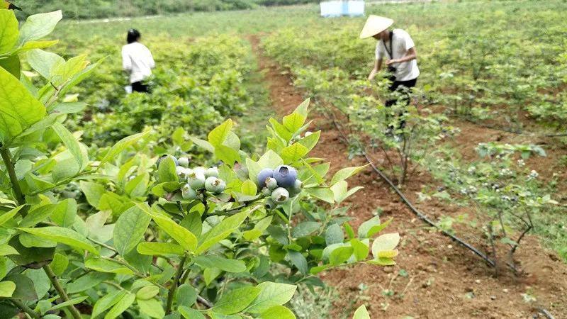 农民种植致富思维_致富经农业种植_致富种植农民思维导图