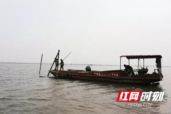 致富野生养殖甲鱼图片大全_野生甲鱼养殖致富经_致富经野生甲鱼养殖