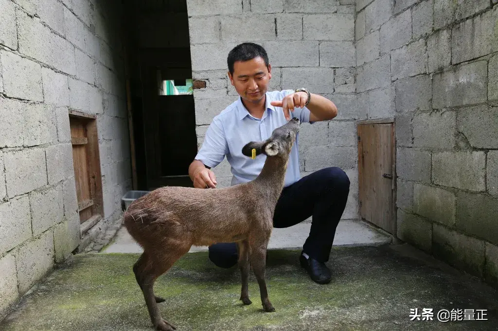 豹猫养殖致富_致富养殖豹猫怎么样_致富养殖豹猫视频