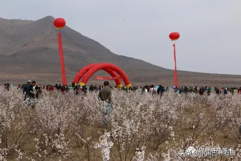 蒙古马饲养_蒙古马养殖致富_蒙古养马能赚钱吗