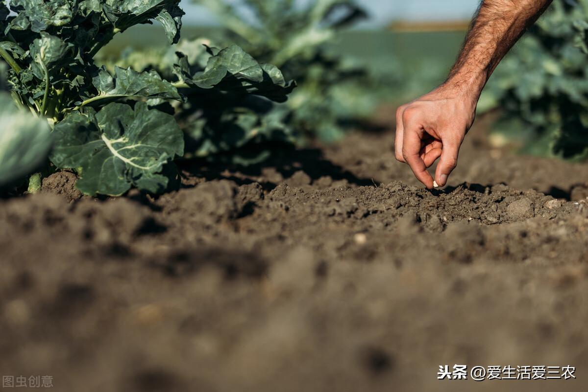 豹猫养殖致富_致富养殖豹猫怎么样_致富经豹猫养殖视频