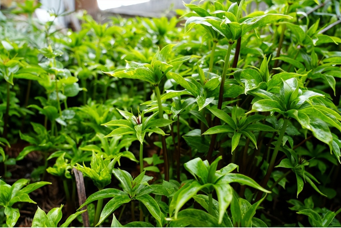 草药种植致富电影_致富电影种植草药免费观看_致富经种植药材视频