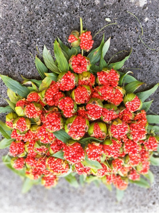 致富电影种植草药免费观看_草药种植致富电影_致富经种植药材视频