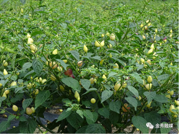 致富种植豇豆故事简介_致富种植豇豆故事内容_豇豆致富种植故事