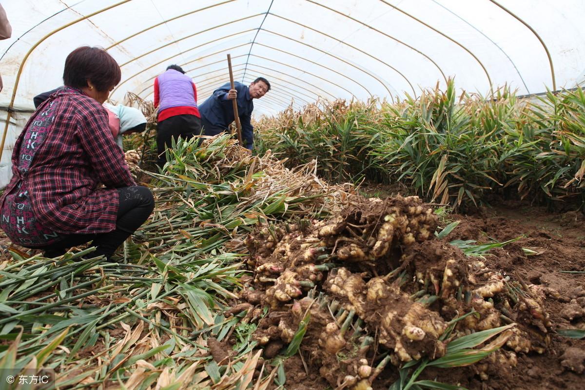 安丘大姜种植技术_安丘种植生姜 致富_山东安丘生姜种植