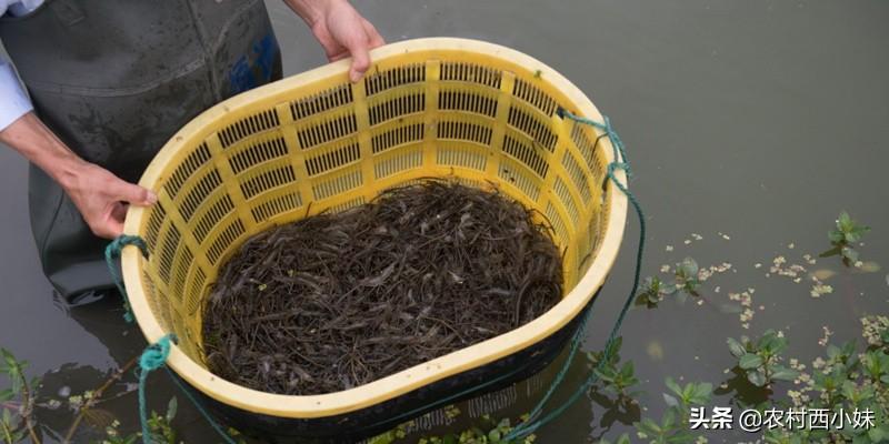 河虾养殖视频致富经河虾养殖_河虾养殖技术(河虾如何养)_河虾养殖技术 河虾如何养