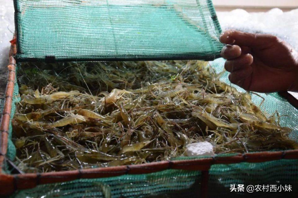 河虾养殖技术(河虾如何养)_河虾养殖视频致富经河虾养殖_河虾养殖技术 河虾如何养