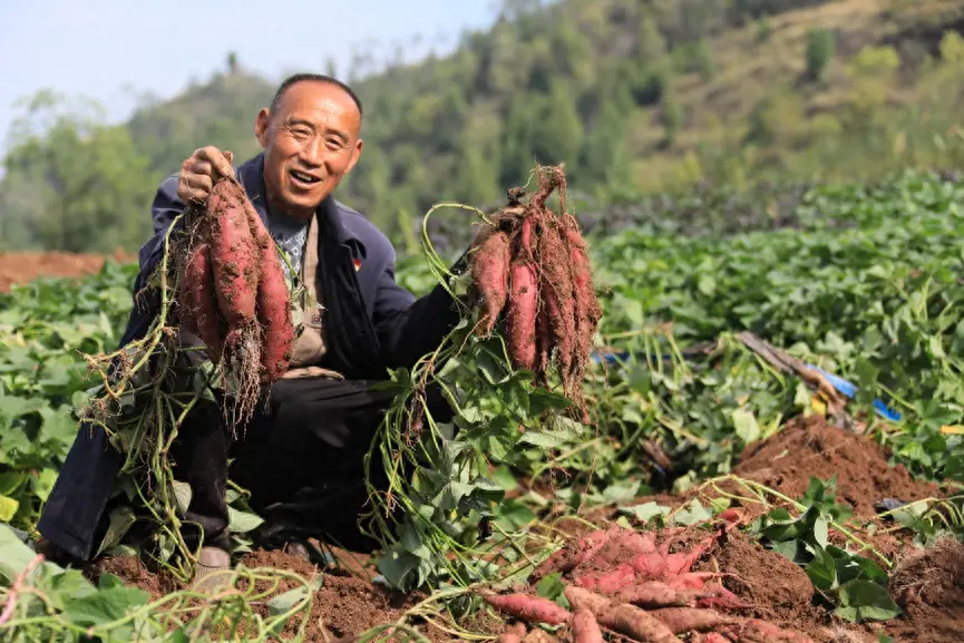 致富红薯屏种植视频播放_农广天地红薯种植技术视频_致富经种植红薯视屏