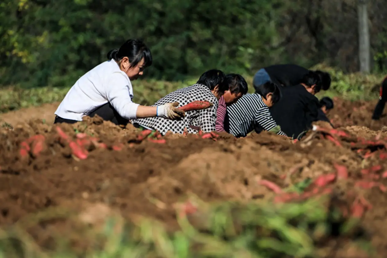 致富经种植红薯视屏_致富红薯屏种植视频播放_农广天地红薯种植技术视频