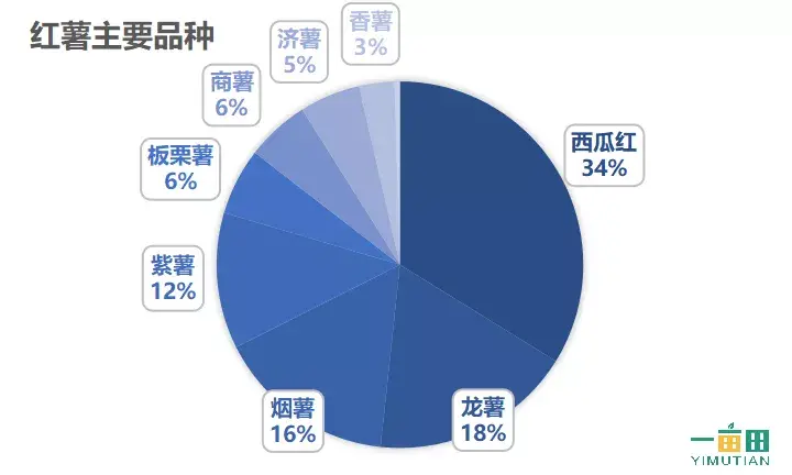 种番薯收益_种植小番薯致富_种番薯赚钱吗