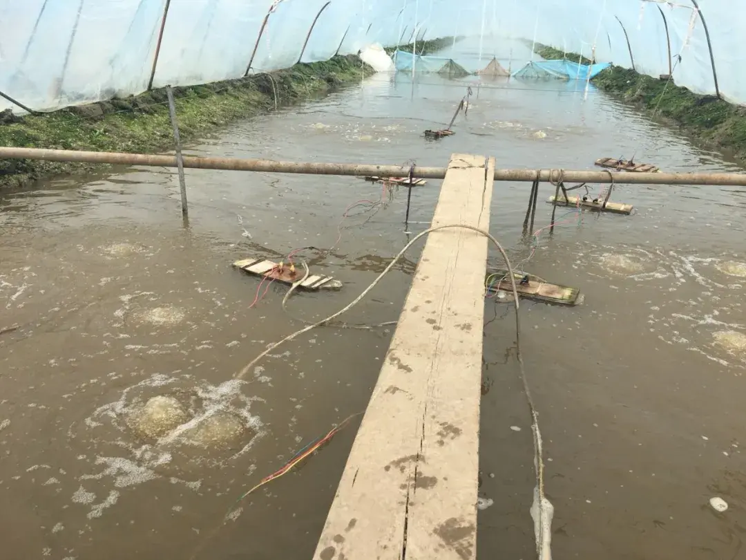 河虾养殖技术 河虾如何养_河虾养殖视频致富经河虾养殖_河虾养殖技术大全