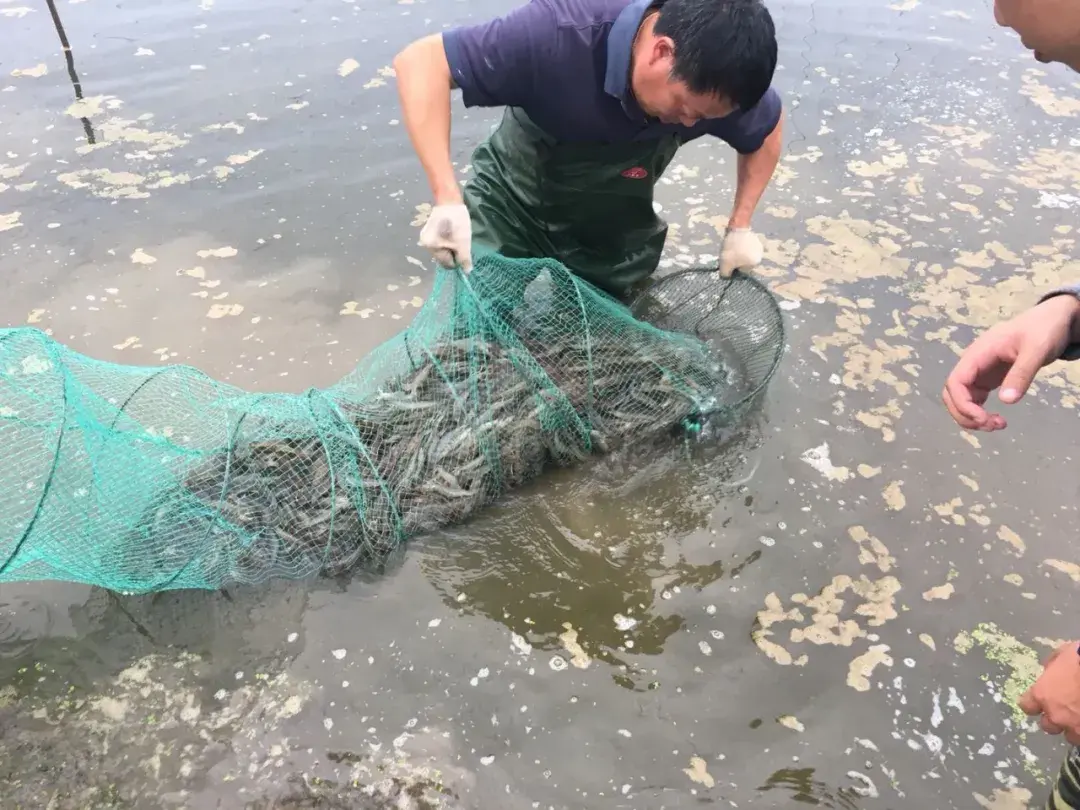 河虾养殖技术大全_河虾养殖技术 河虾如何养_河虾养殖视频致富经河虾养殖