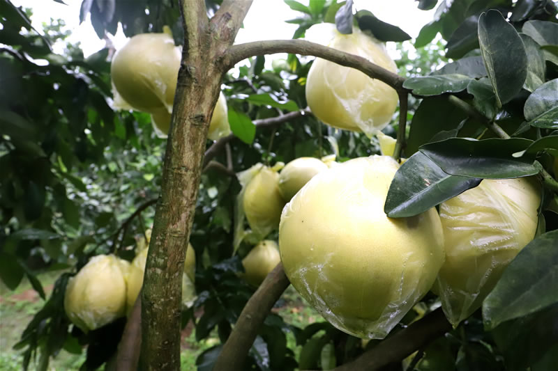 柚子种植致富_柚子种植成本和利润_致富柚子种植技术视频