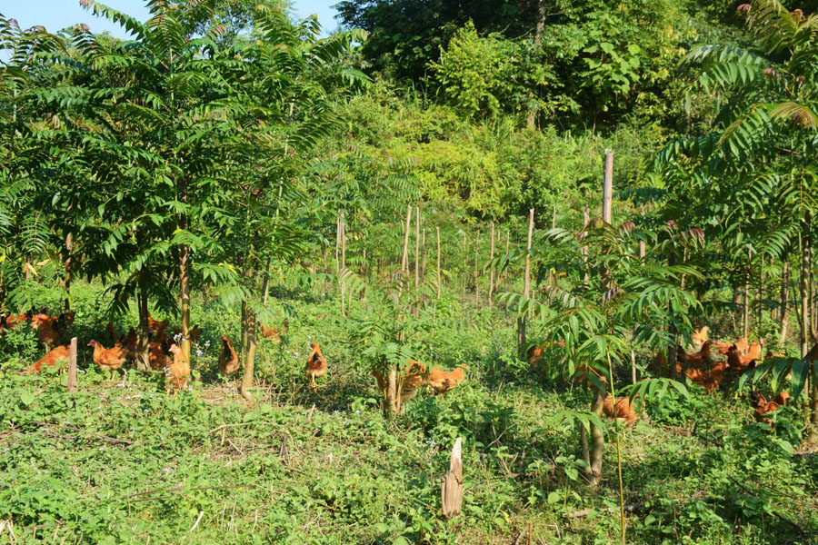 北方种植香椿树致富经验_香椿树适合北方种植吗_北方香椿树什么时候发芽