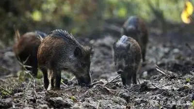 养殖野猪的技术视频_视频野猪养殖技术教程_养殖野猪视频全集