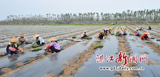 刺老芽可以冷冻保存吗：向荣村瓜菜协会引领菜农增收