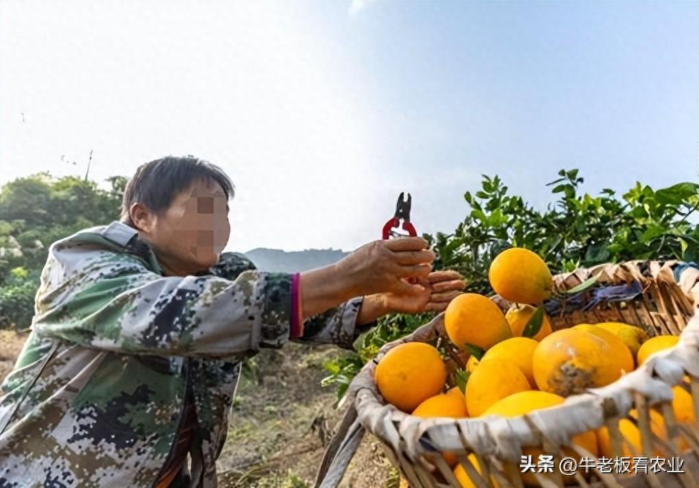 重庆市渝北区兴旺村：脐橙种植引领农业转型升级