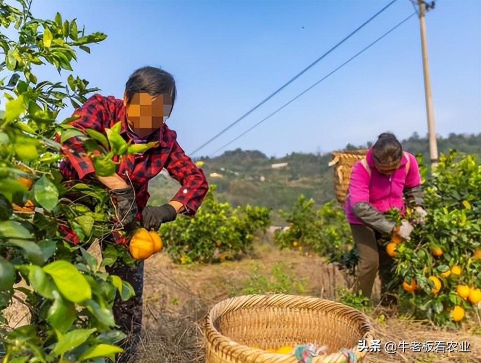 脐橙种植致富新闻_种脐橙需要多少成本_新品种脐橙目前最有发展前景