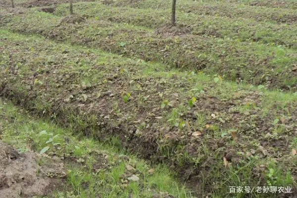 红豆种植管理技术要点_红豆种植管理技术视频_红豆种植技术与管理