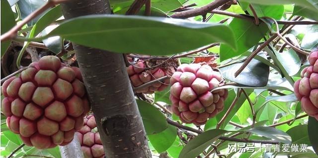 冬季黑老虎果种植技术_冬季老虎怎么生活_老虎过冬方式