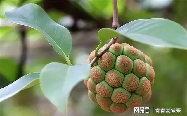 老虎过冬方式_冬季黑老虎果种植技术_冬季老虎怎么生活