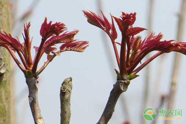 种植一亩大棚香椿要多少成本？