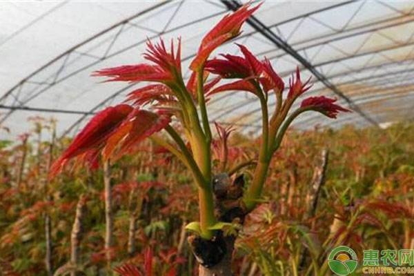 大棚种植香椿芽技术_大棚种植香椿树技术_大棚种植树香椿技术要求