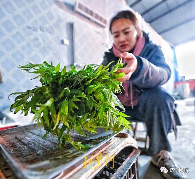 大棚种植香椿芽技术_大棚怎么种植香椿_大棚种植香椿树技术