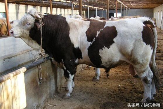 如何提高肉牛出肉率？关系到养牛效益！