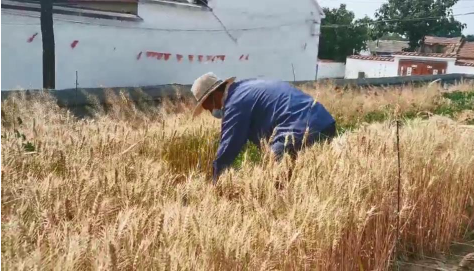 小麦种植合作社简介_小麦种植大户补贴政策_小麦种植合作社脱贫致富