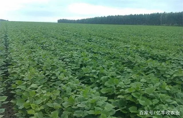 红豆栽培技术_红豆种植管理技术与管理_红豆种植技术与管理