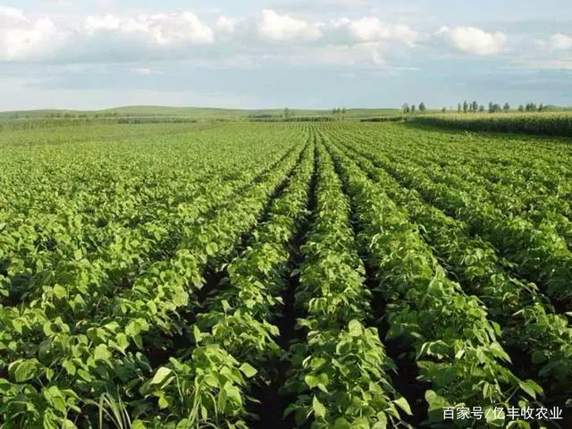 红豆种植管理技术与管理_红豆栽培技术_红豆种植技术与管理