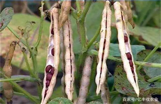 红豆种植管理技术与管理_红豆栽培技术_红豆种植技术与管理