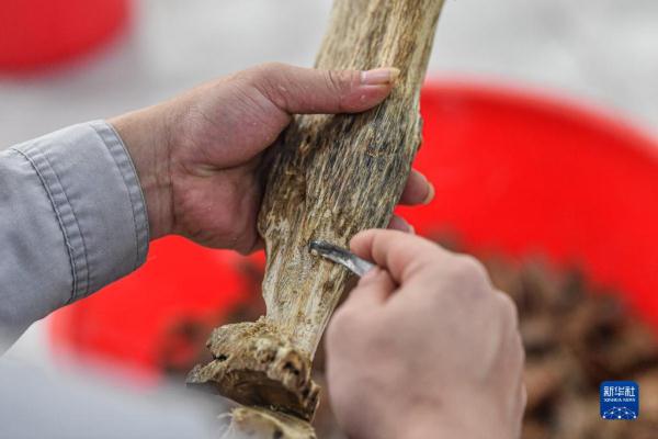 广西农村种什么树值钱_广西大量种植的树叫什么名字_广西致富树种植