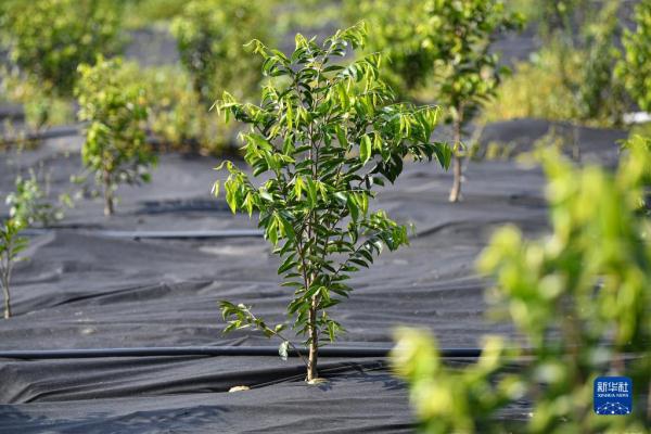 广西大量种植的树叫什么名字_广西农村种什么树值钱_广西致富树种植