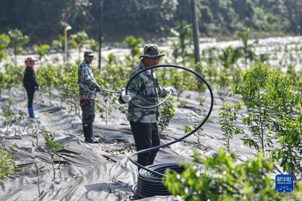 广西农村种什么树值钱_广西大量种植的树叫什么名字_广西致富树种植