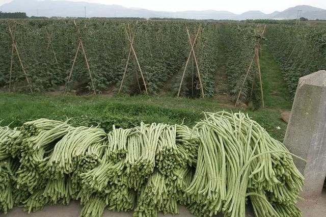 大棚秋豆角种植技术_大棚豆角栽培技术_大棚种植豆角需要注意哪些病害