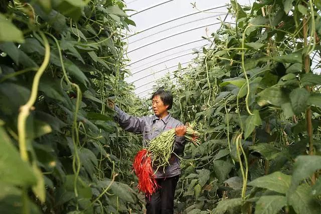 大棚秋豆角种植技术_大棚豆角栽培技术_大棚种植豆角需要注意哪些病害