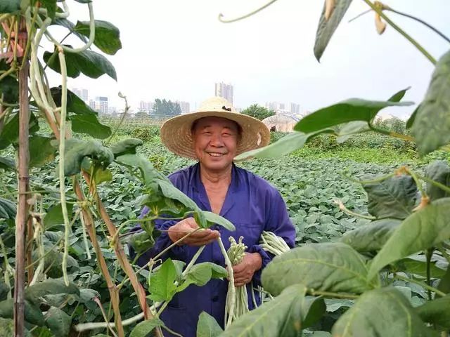 大棚豆角栽培技术_大棚种植豆角需要注意哪些病害_大棚秋豆角种植技术