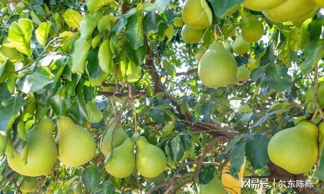 致富柚子种植技术视频_柚子种植致富_致富柚子种植方法