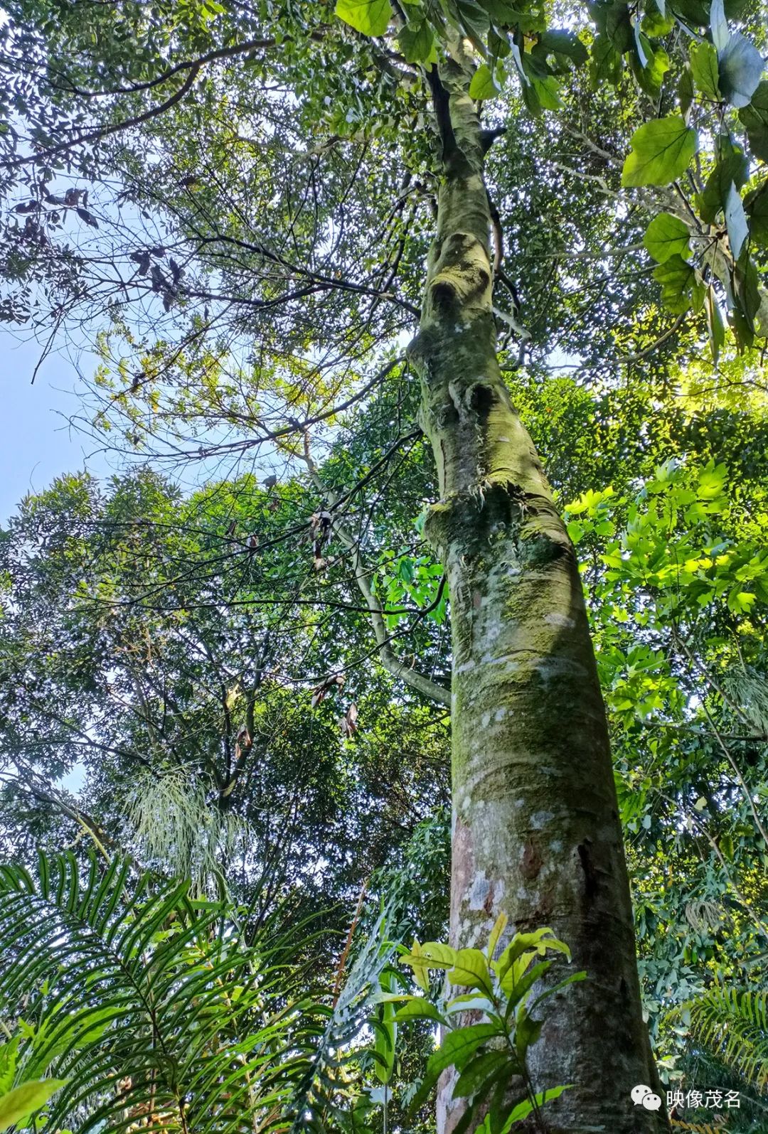 广西致富树种植_广西致富种植项目_广西大量种植的树叫什么名字