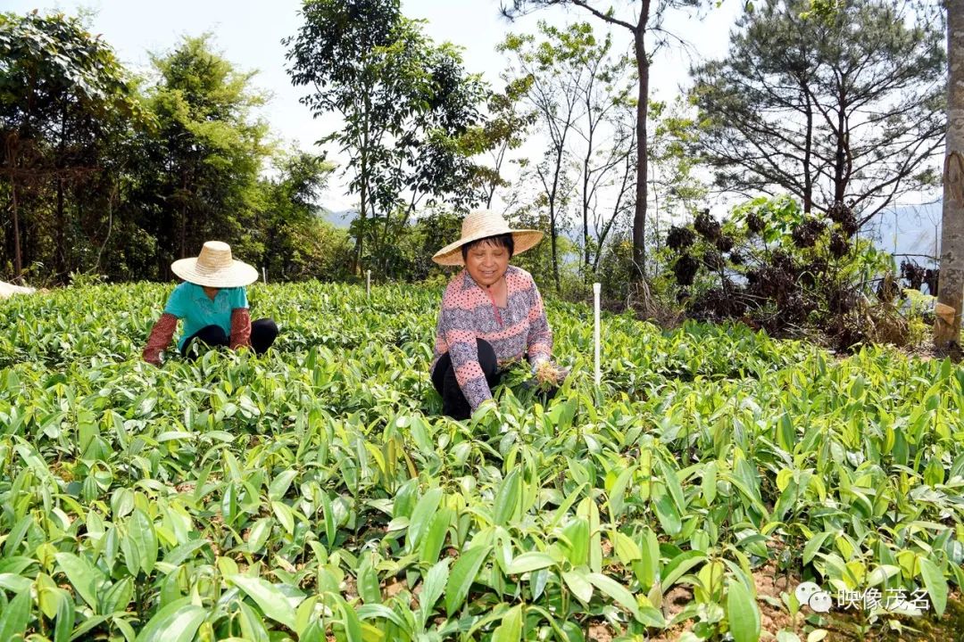 广西致富种植项目_广西大量种植的树叫什么名字_广西致富树种植