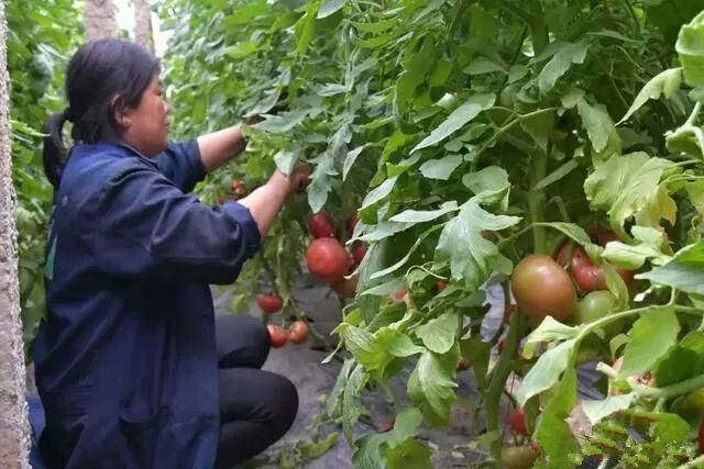 致富什么种植_致富种植什么比较赚大钱_致富种植创业项目