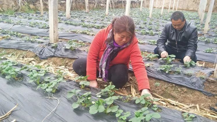 致富种植创业项目_致富种植什么比较赚大钱_致富什么种植