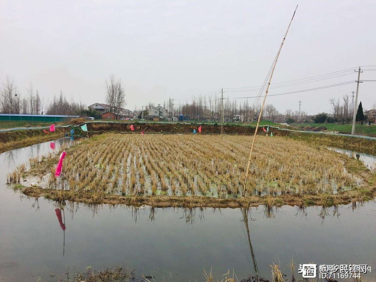 农村生态养殖新模式，稻田套养中华鳖关键技术，一亩地赚两亩地钱