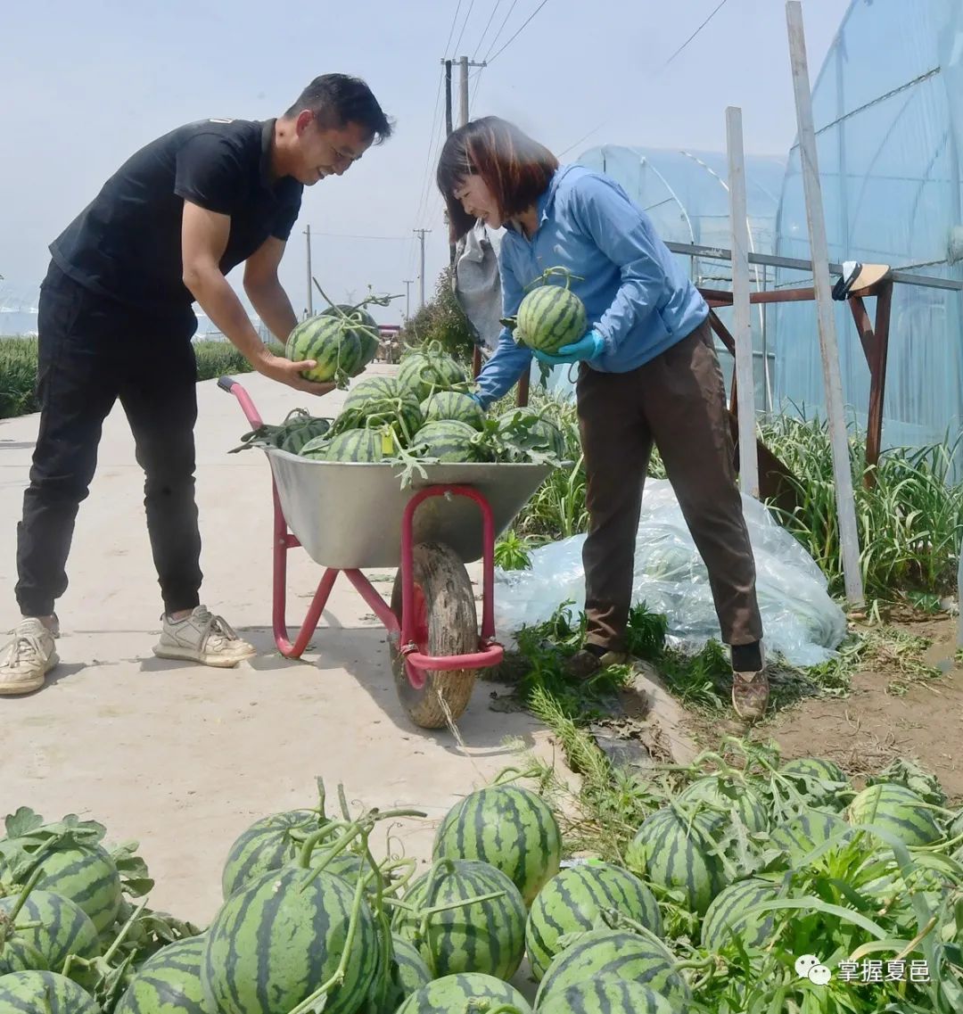 河南夏邑：西瓜产业让农民走上致富路