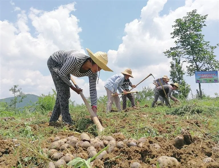 致富经黑土豆种植技术_致富经土豆种植视频_土豆种植高产技术视频